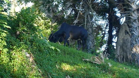 Grazing cow in a tropical forest Stock Footage 101304560