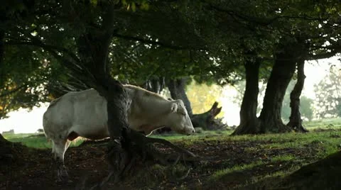 Grazing cow under trees Stock Footage 20453269