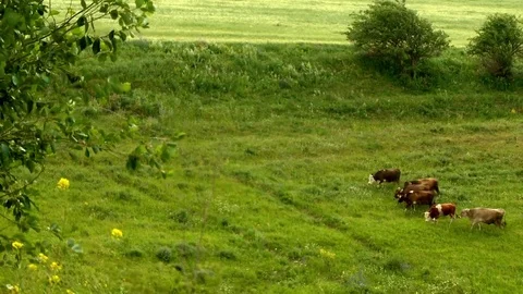 Grazing Cows 2 動画素材 73291130