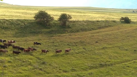 Grazing Cows 3 動画素材 73293852