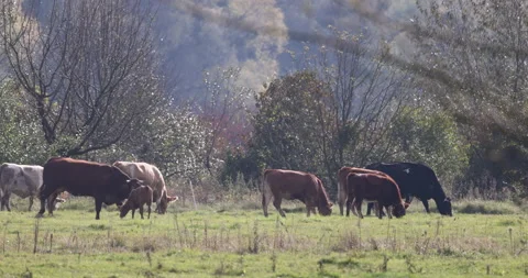 Grazing cows, 4K slomo Stock Footage 166042332