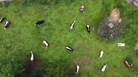 Grazing cows from above Stock Footage 157941981