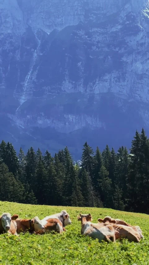 Grazing Cows in Alpine Meadow Stock Footage 329250468