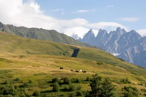 Grazing cows with an amazing view on the sharp Svaneti mountain peaks near .. Stock Photos