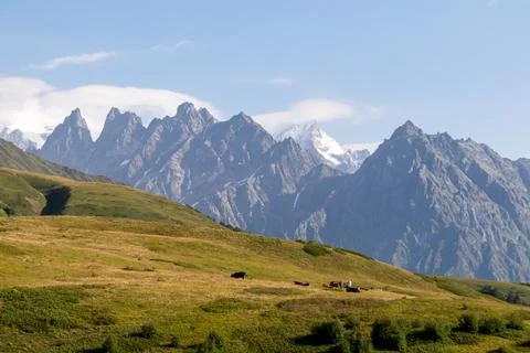Grazing cows with an amazing view on the sharp Svaneti mountain peaks near .. Stock Photos