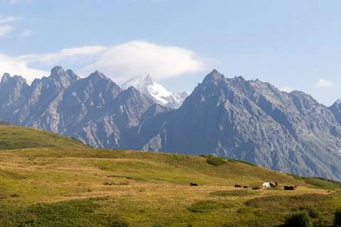 Grazing cows with an amazing view on the sharp Svaneti mountain peaks near .. Stock Photos