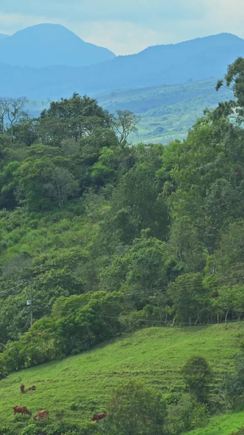 Grazing Cows and Misty Blue Ridge Landscape 動画素材 330085490