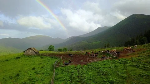Grazing cows and a rainbow in the mountains Stock Footage 106678709