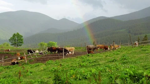 Grazing cows and a rainbow in the mountains Stock Footage 107940948