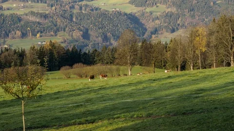 Grazing cows in Austria Stock-Footage 100437693