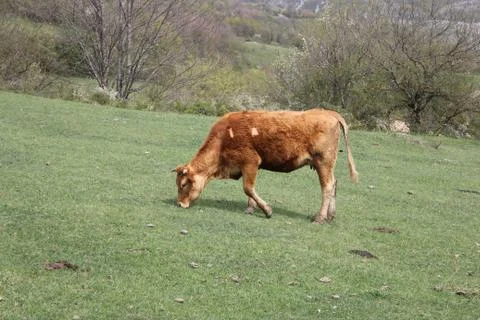 Grazing cows brown Stock Photos