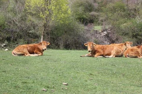 Grazing cows brown Stock Photos