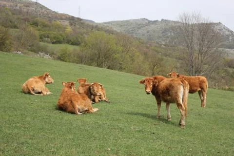 Grazing cows brown Fotos Stock