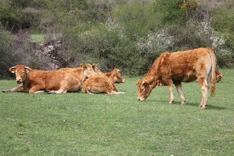 Grazing cows brown 写真素材