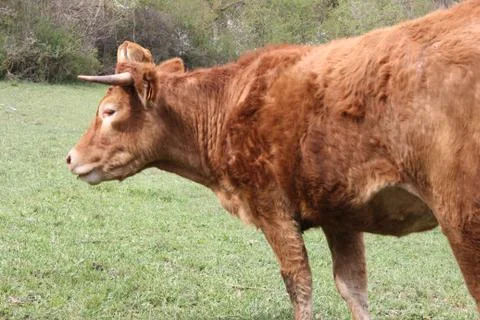 Grazing cows brown Fotos de archivo
