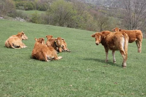 Grazing cows brown Stock Photos