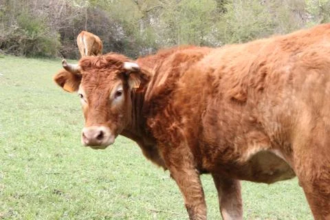 Grazing cows brown Stock Photos