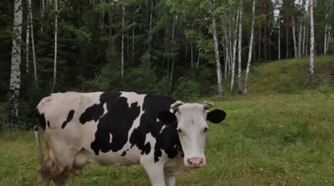 Grazing Cows, cow looking into camera 動画素材 40475836