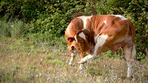Grazing cows. cows while eating. Cows grazing on the meadow Vidéo 254606464