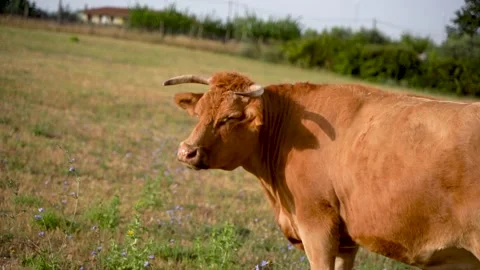 Grazing cows. cows while eating. Cows grazing on the meadow Vidéo 254606559