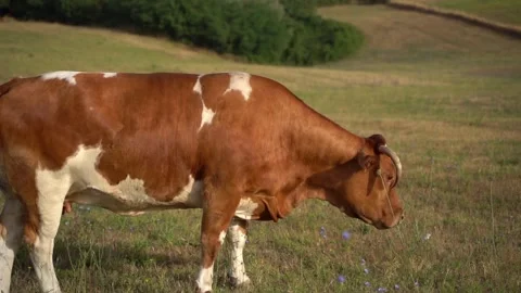 Grazing cows. cows while eating. Cows grazing on the meadow Vidéo 254606560