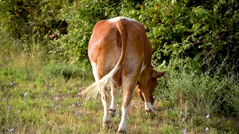 Grazing cows. cows while eating. Cows grazing on the meadow Vidéo 254606563