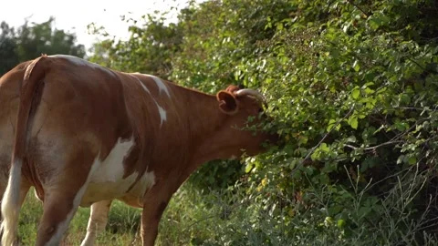 Grazing cows. cows while eating. Cows grazing on the meadow. Vidéo 254613986
