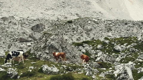 Grazing cows in Dolomites high altitude mountain region Stock Footage 345177568