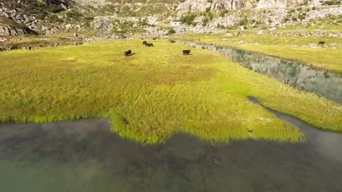 Grazing cows with dramatic revealing of the mountain behind them Video stock 234403142