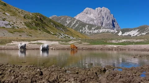 Grazing cows drink in the lake 스톡 동영상 253335575