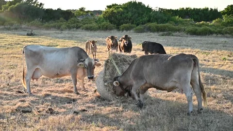 Grazing cows in dry grass field eating in summer Stock Footage 202121779