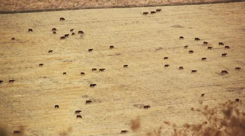 Grazing cows Stock Footage 1002465