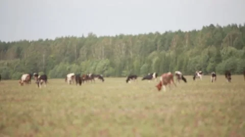 Grazing Cows Stockbeeldmateriaal 1049330
