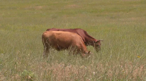 Grazing cows Video stock 30549269