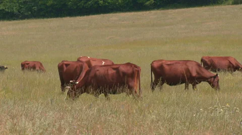 Grazing cows Stock Footage 30549344