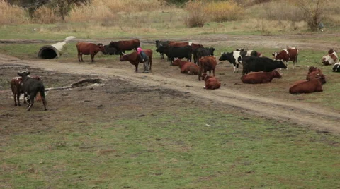 Grazing cows Video stock 44549648