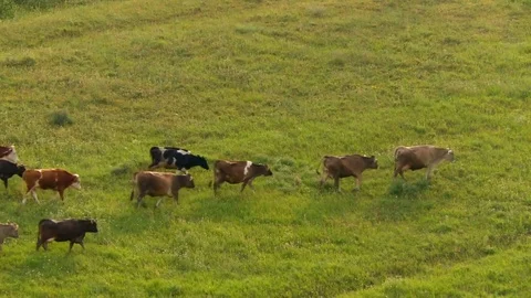 Grazing Cows 動画素材 73291104