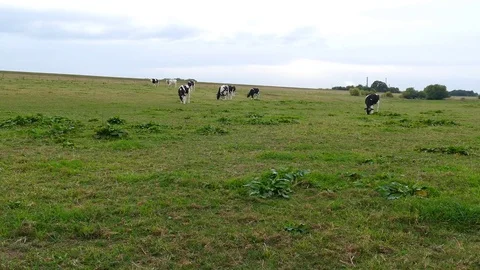 Grazing cows Stock Footage 74356967