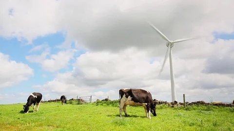 Grazing Cows Stock Footage 74497771