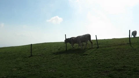 Grazing cows Stock Footage 97384965
