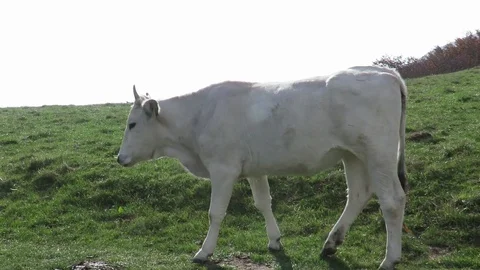 Grazing cows Stock Footage 97530781