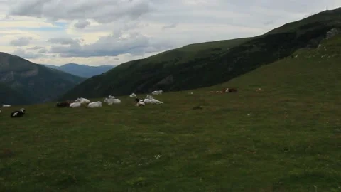 Grazing cows Stock Footage 132487352