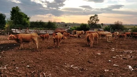 Grazing cows Stock Footage 159819827