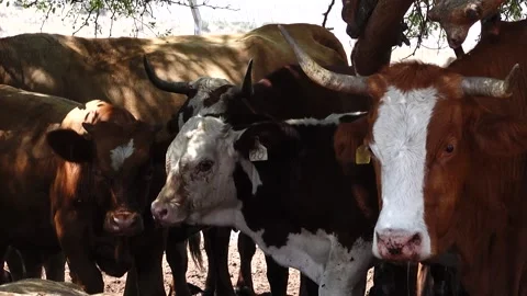 Grazing Cows 스톡 동영상 163713171