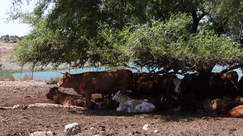 Grazing Cows 스톡 동영상 163713204