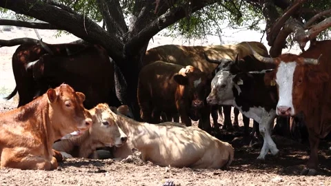 Grazing Cows 스톡 동영상 163713361