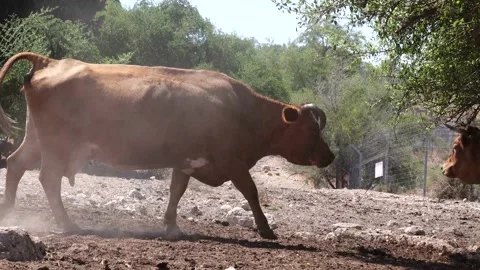 Grazing Cows 스톡 동영상 163713559