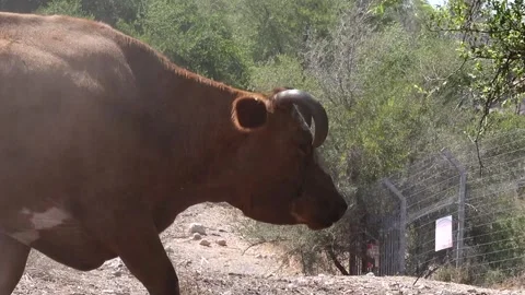 Grazing Cows 스톡 동영상 163713581