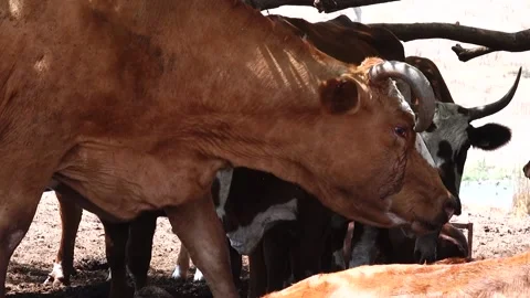 Grazing Cows 스톡 동영상 163713622