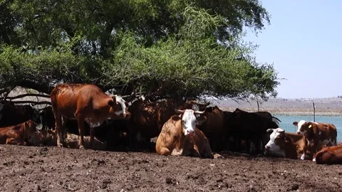 Grazing Cows 스톡 동영상 163713684